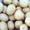 'Maris Bard' Potatoes