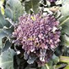 'Purple Sprouting' Broccoli