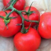 'Vine' Tomatoes